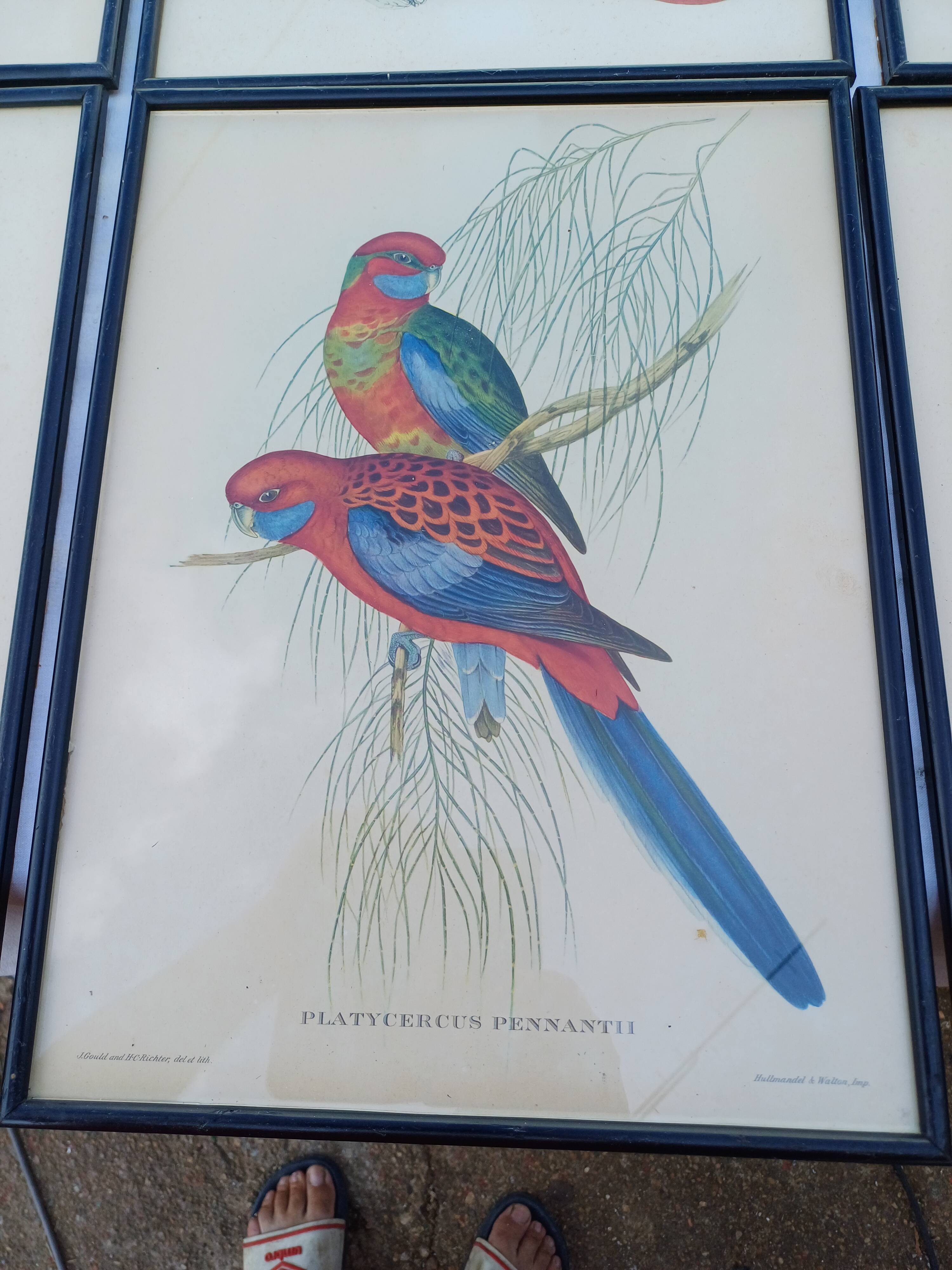 12 Lithographs “Birds of the World”