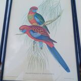 12 Lithographs “Birds of the World”
