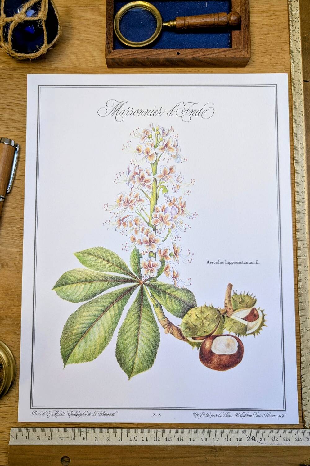 Printed in 1986, the Horse Chestnut. Vintage Botany.