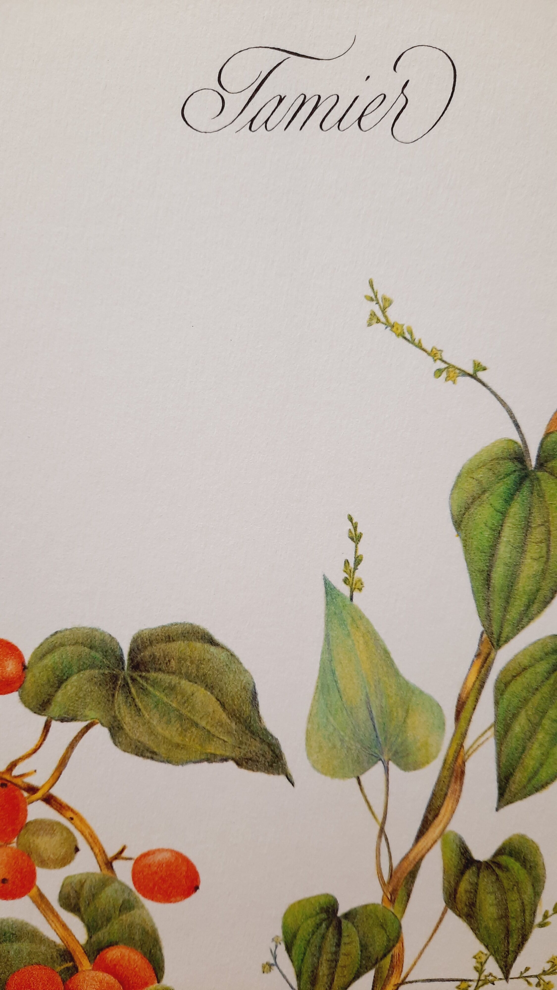 Tamier botanical plank