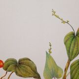 Tamier botanical plank