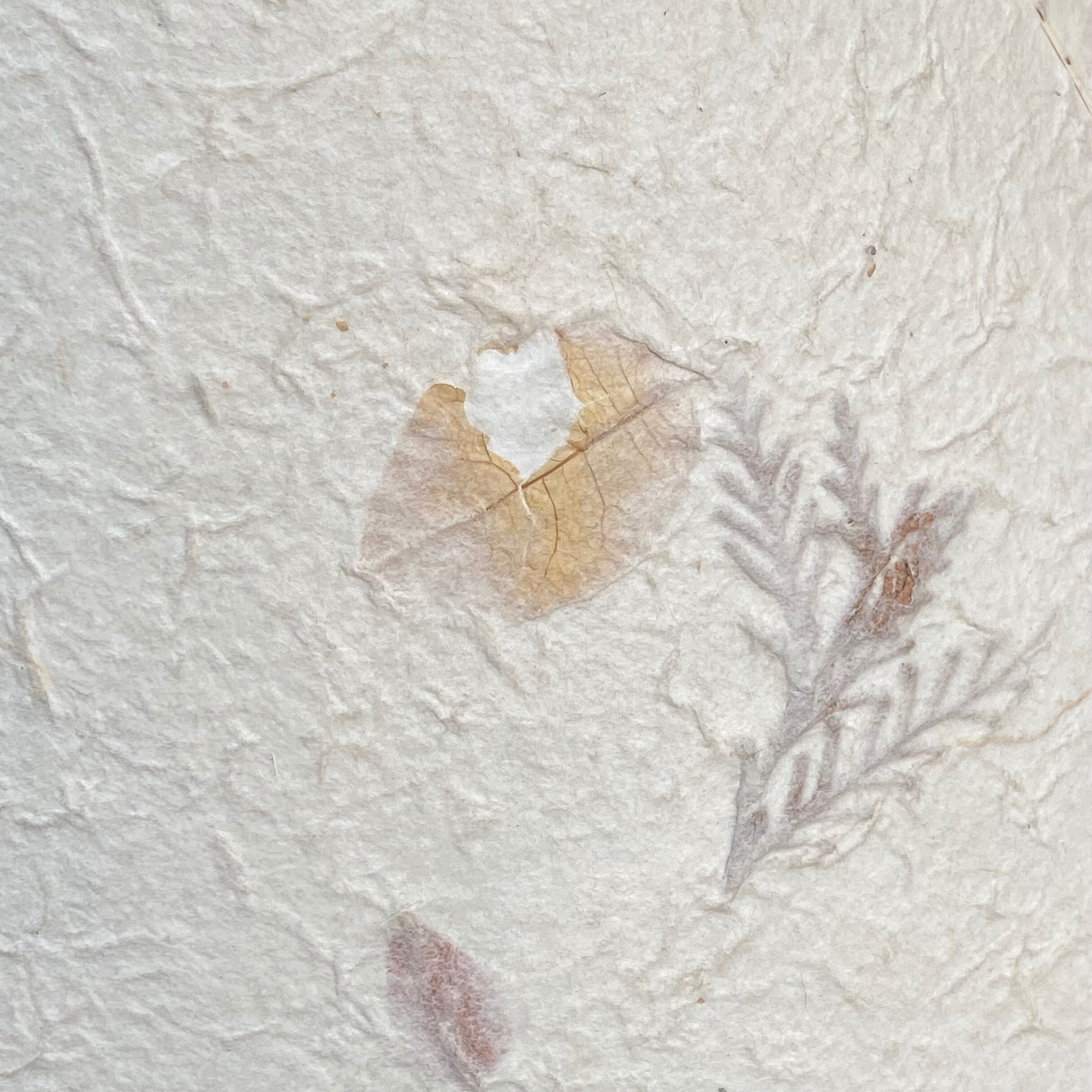 Suspension dried flowers, handmade paper