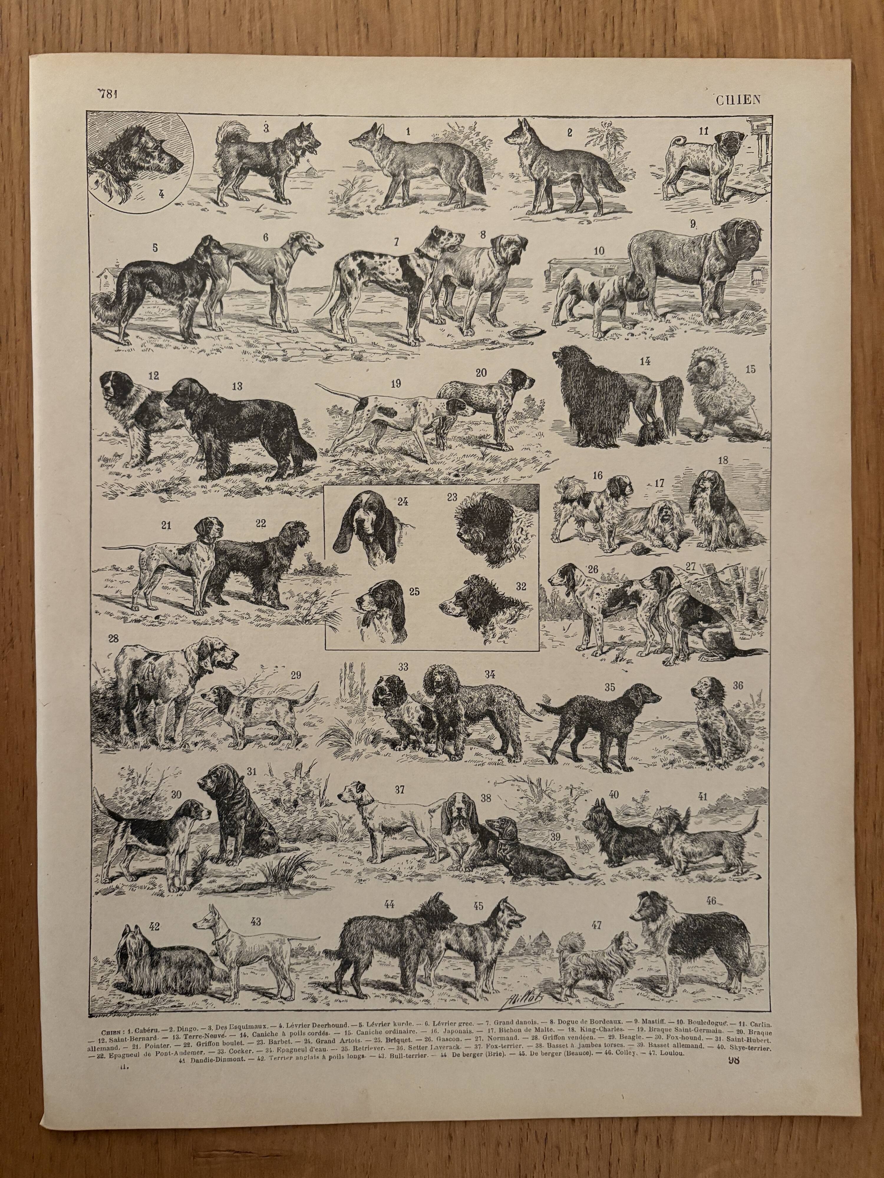 Vintage illustrated plate about dogs - 1900