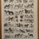 Vintage illustrated plate about dogs - 1900