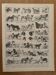Vintage illustrated plate about dogs - 1900