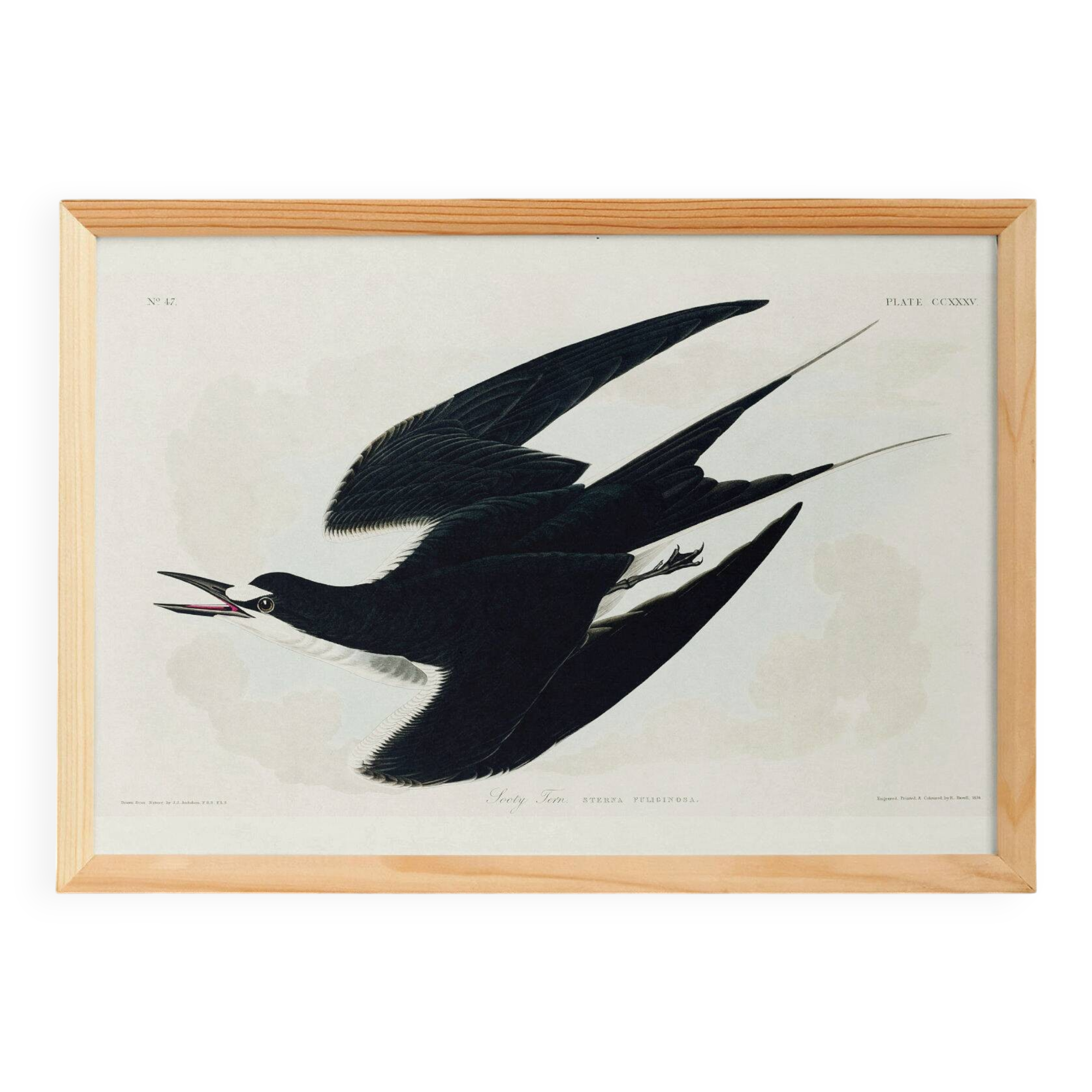 Poster about the Sooty Tern, after an old engraving from 1827.