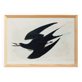 Poster about the Sooty Tern, after an old engraving from 1827.