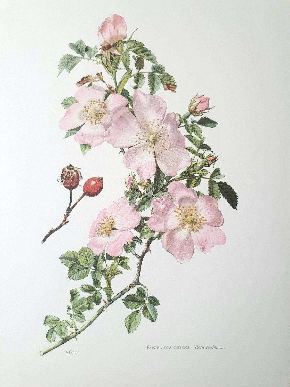 Set of 2 botanical plates roses