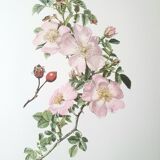 Set of 2 botanical plates roses