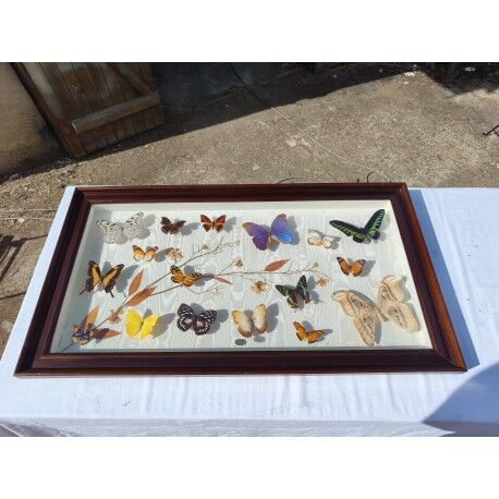 Lot de papillons exotique