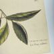 Old bird engraving -The Cat-Bird- Zoological plate by Seligmann & Catesby