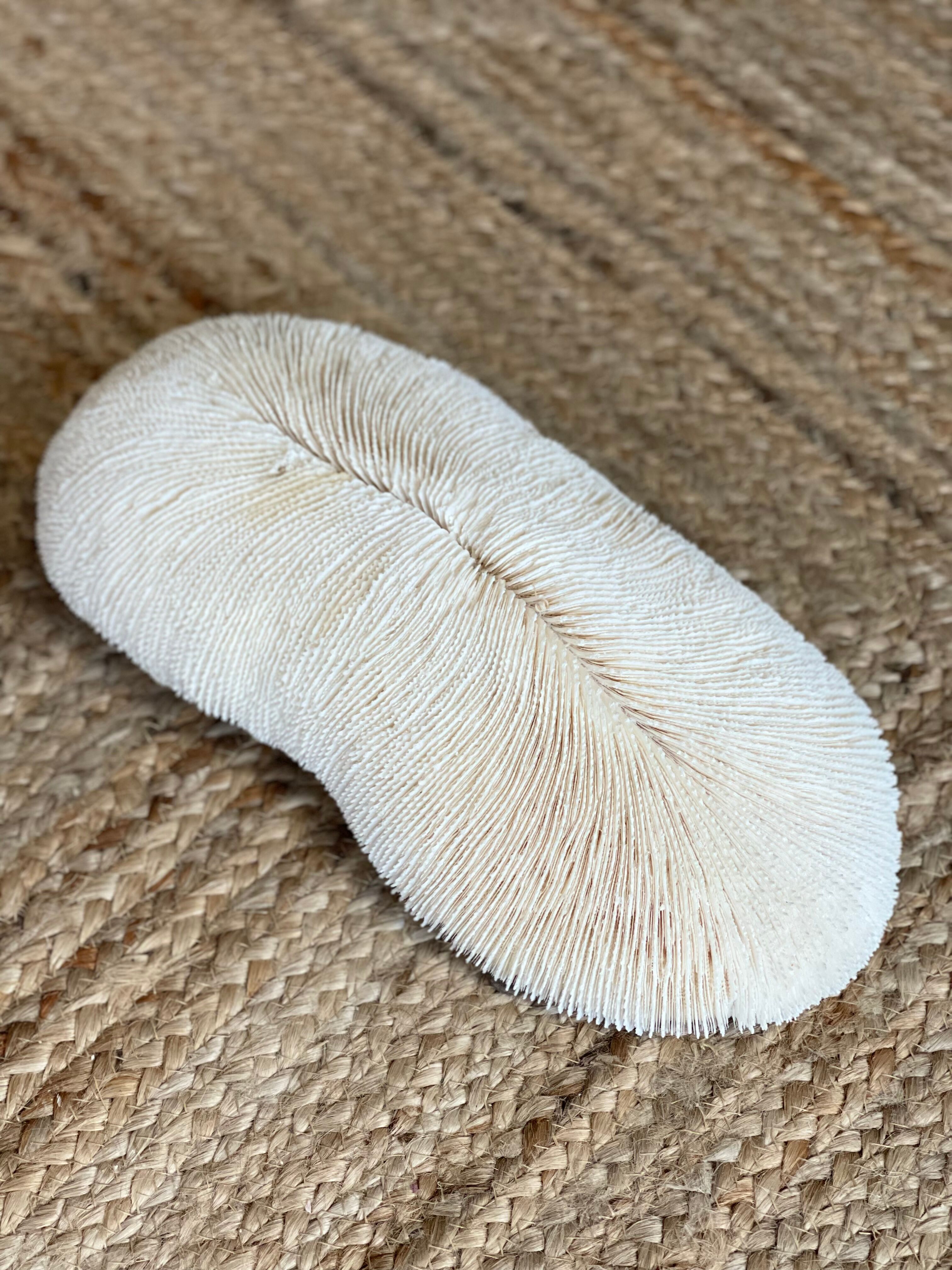 Ancient coral fungia