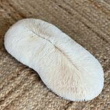 Ancient coral fungia