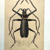 Antique plate from 1839 - Priones Insects 4 - Hand-colored engraving