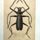 Antique plate from 1839 - Priones Insects 4 - Hand-colored engraving
