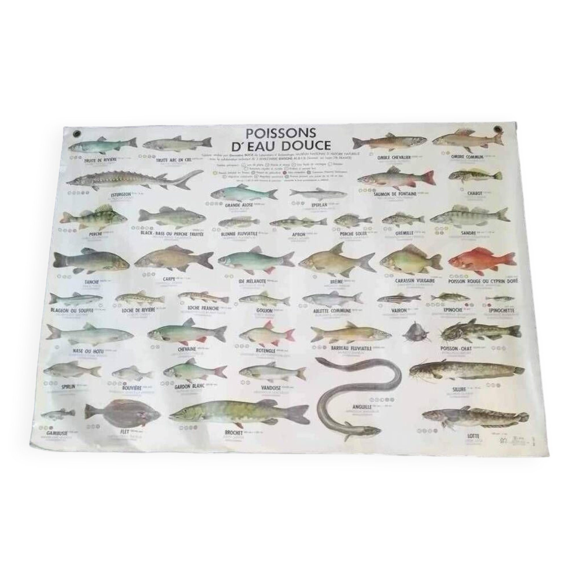 Affiche scolaire vintage poisson d’eau douce et de mer
