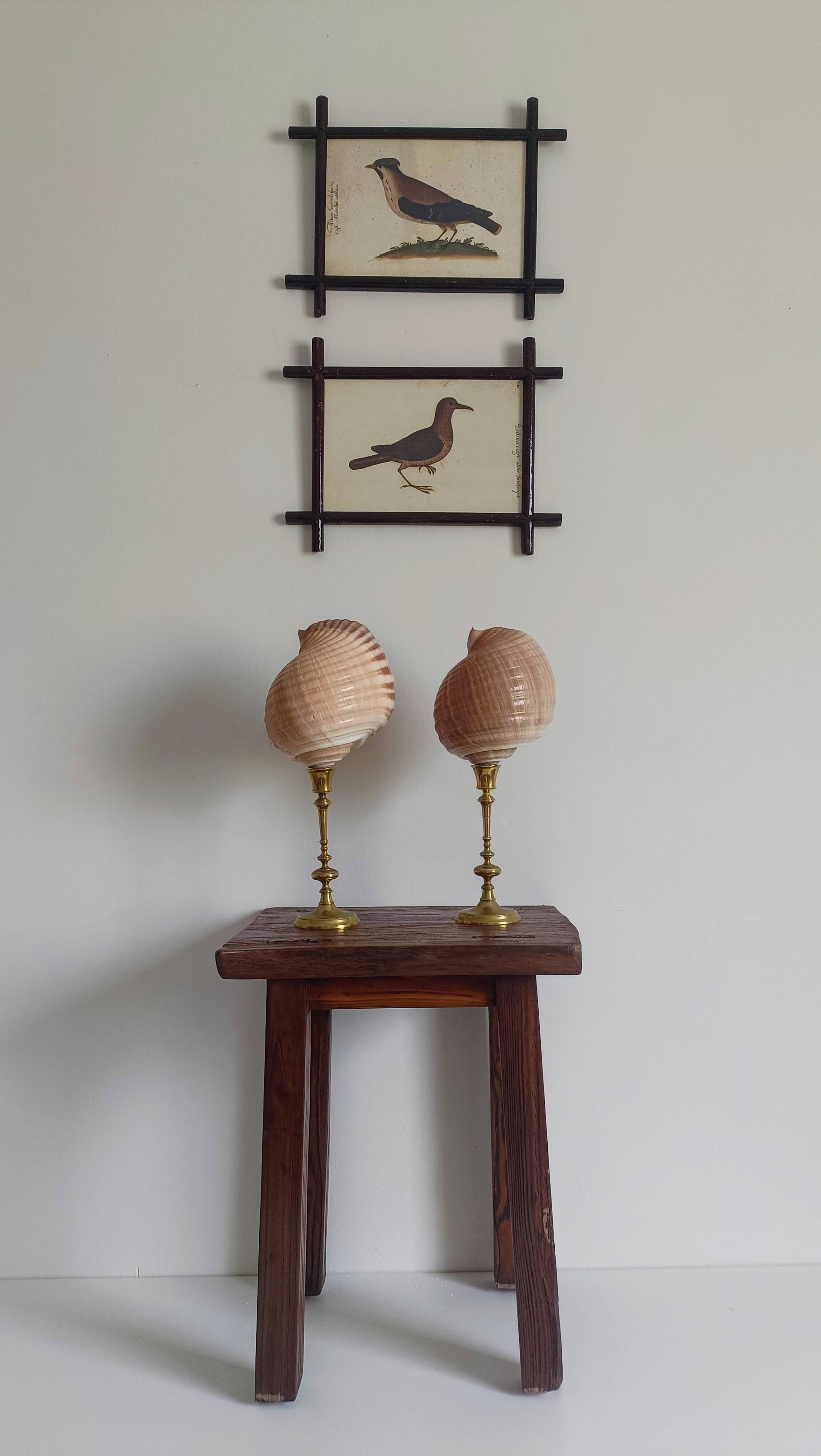 Pair of natural shells on a mid-century Swedish Skultuna brass candelabrum.