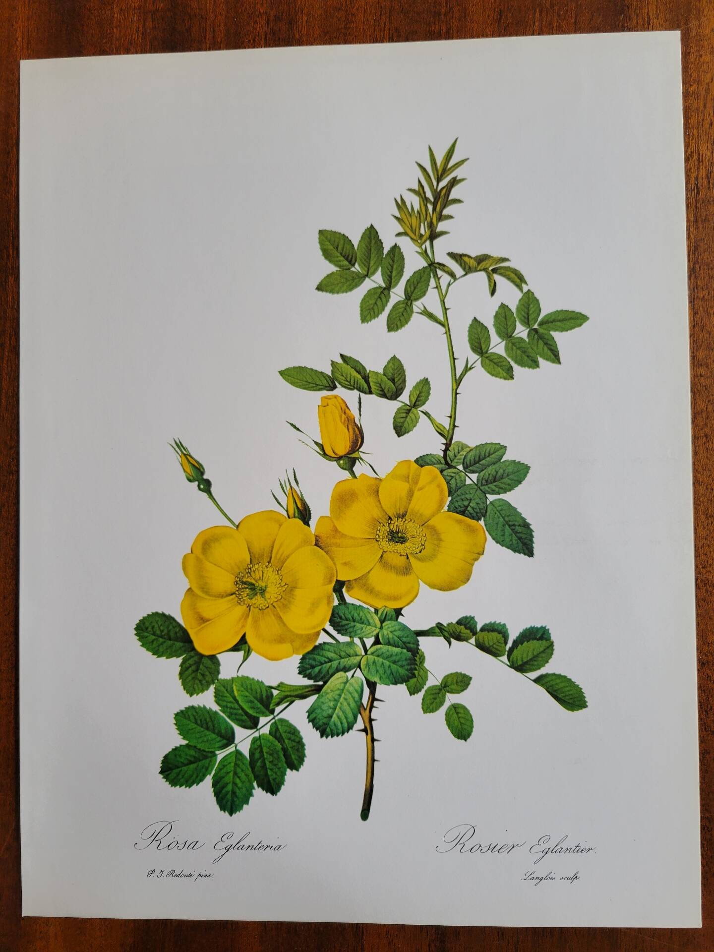 Botanical plate Wild Rose P.J. Redouté 1960