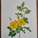 Botanical plate Wild Rose P.J. Redouté 1960