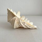 Old natural shell holy water font with empty pocket