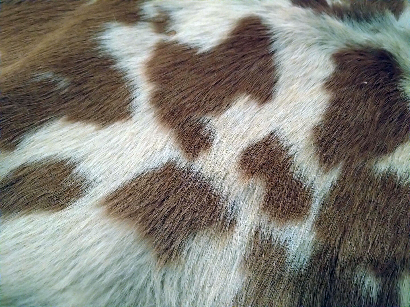 Vintage calf (cow) skin 80x120 cm