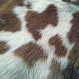 Vintage calf (cow) skin 80x120 cm
