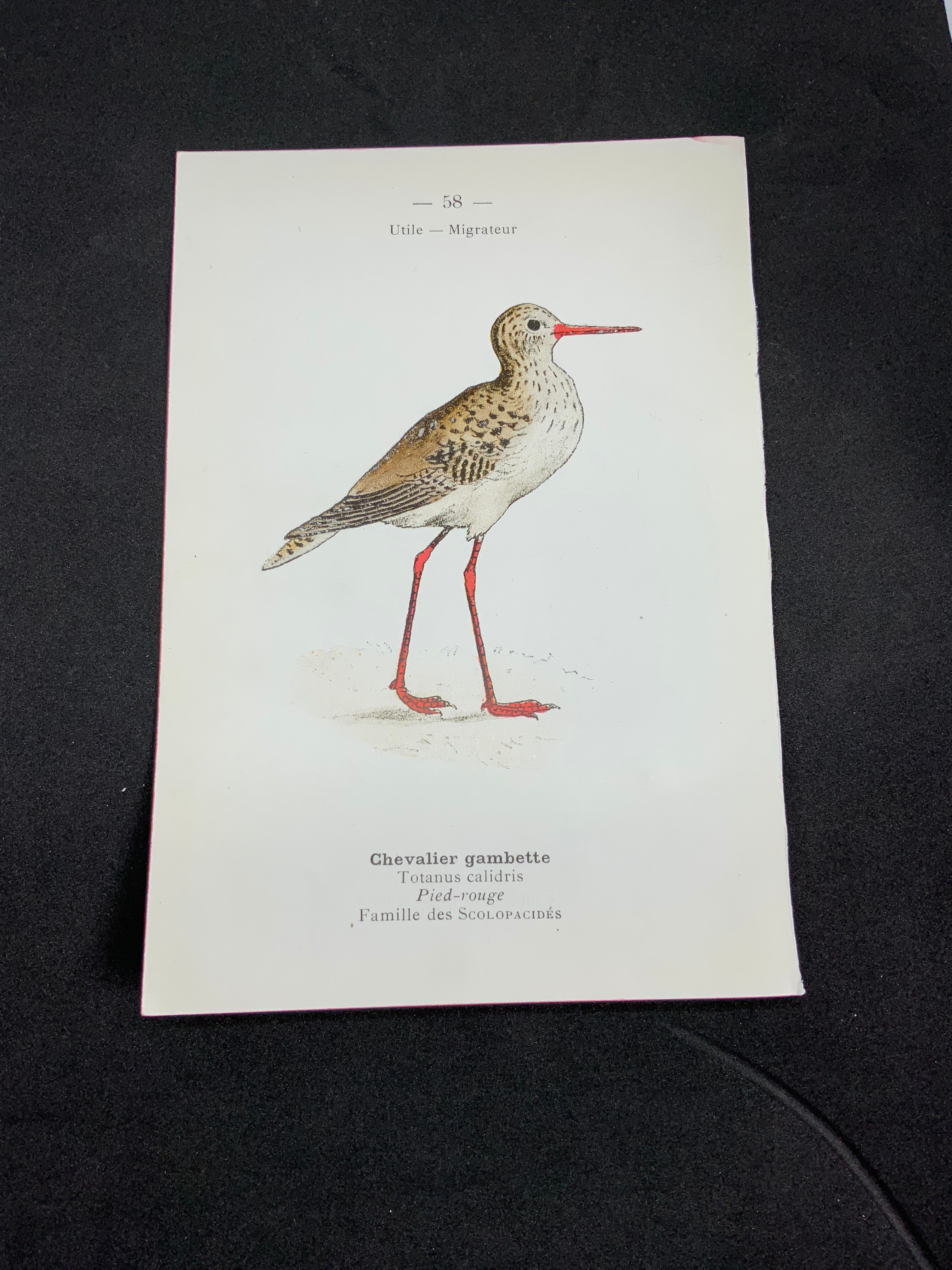 Naturalist plate old birds double-sided engraving work 1908 G. Denise