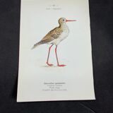 Naturalist plate old birds double-sided engraving work 1908 G. Denise