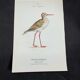 Naturalist plate old birds double-sided engraving work 1908 G. Denise
