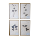 Herbier français