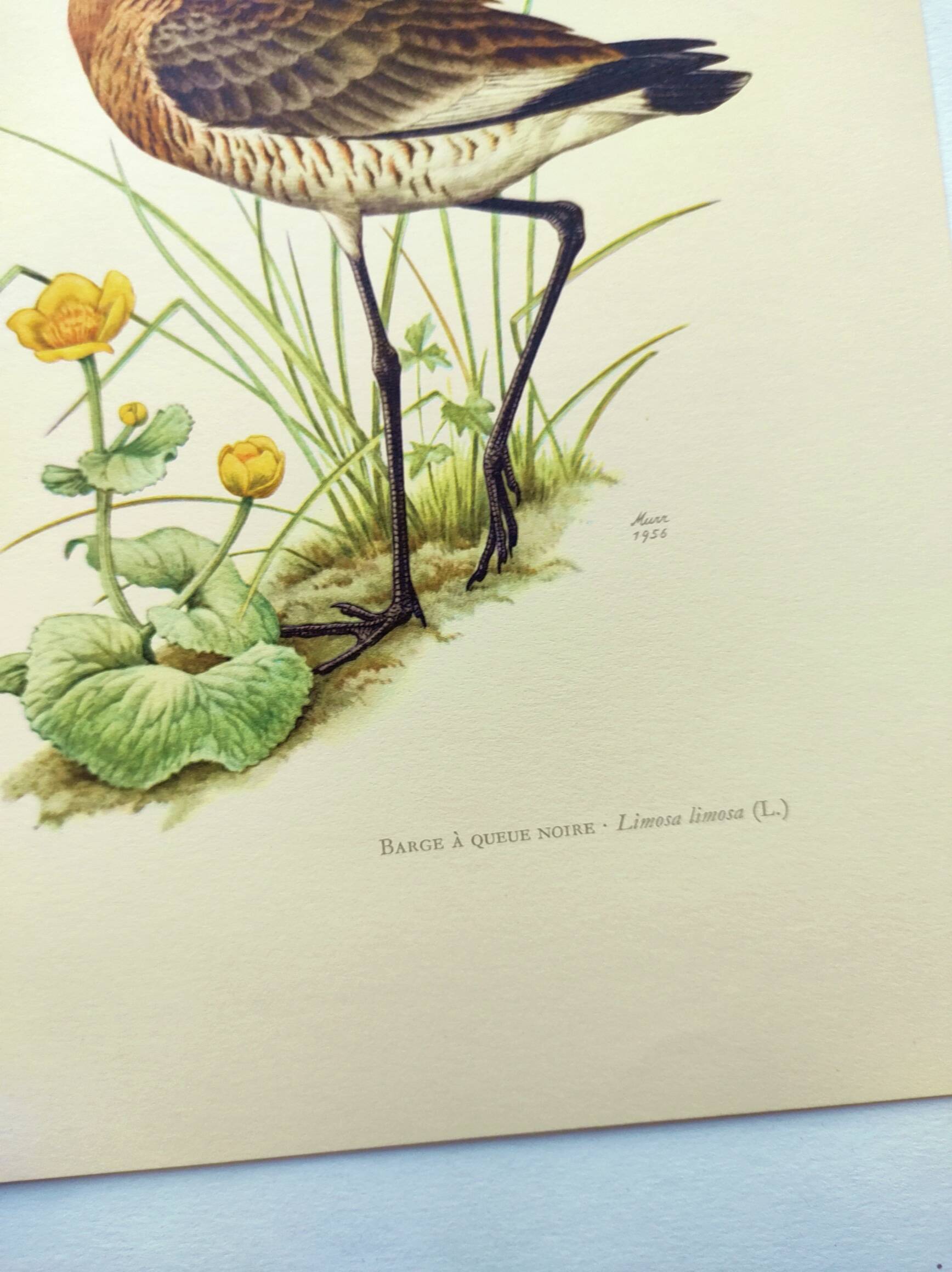 Antique bird print from the 1960s - Black-tailed Godwit - Illustration