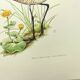 Antique bird print from the 1960s - Black-tailed Godwit - Illustration