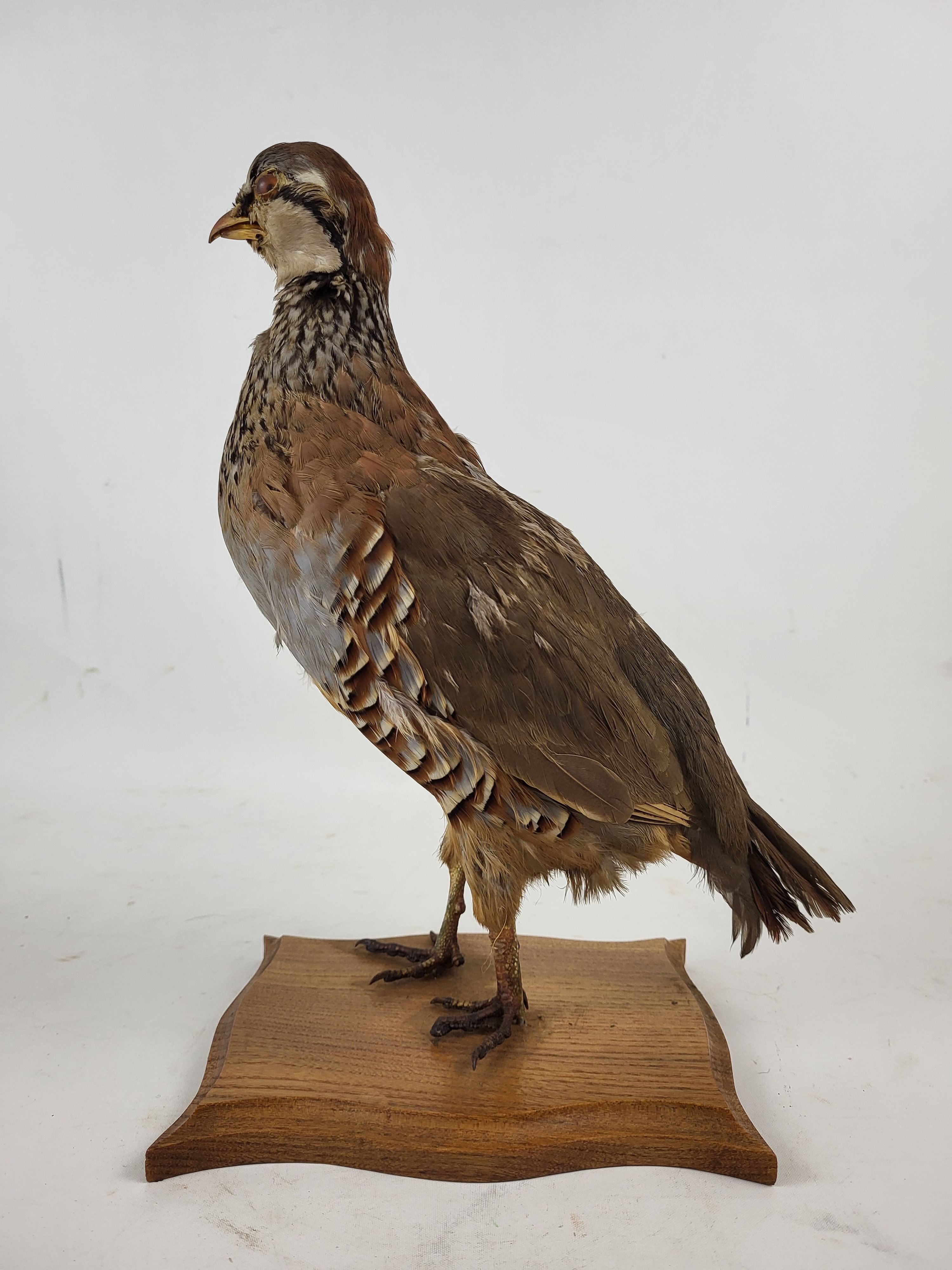 Stuffed partridge bird stuffed stuffed taxidermy