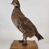 Stuffed partridge bird stuffed stuffed taxidermy