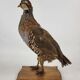 Oiseau perdrix empaillé naturalisé taxidermie