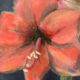 Tableau peinture sur toile coton
