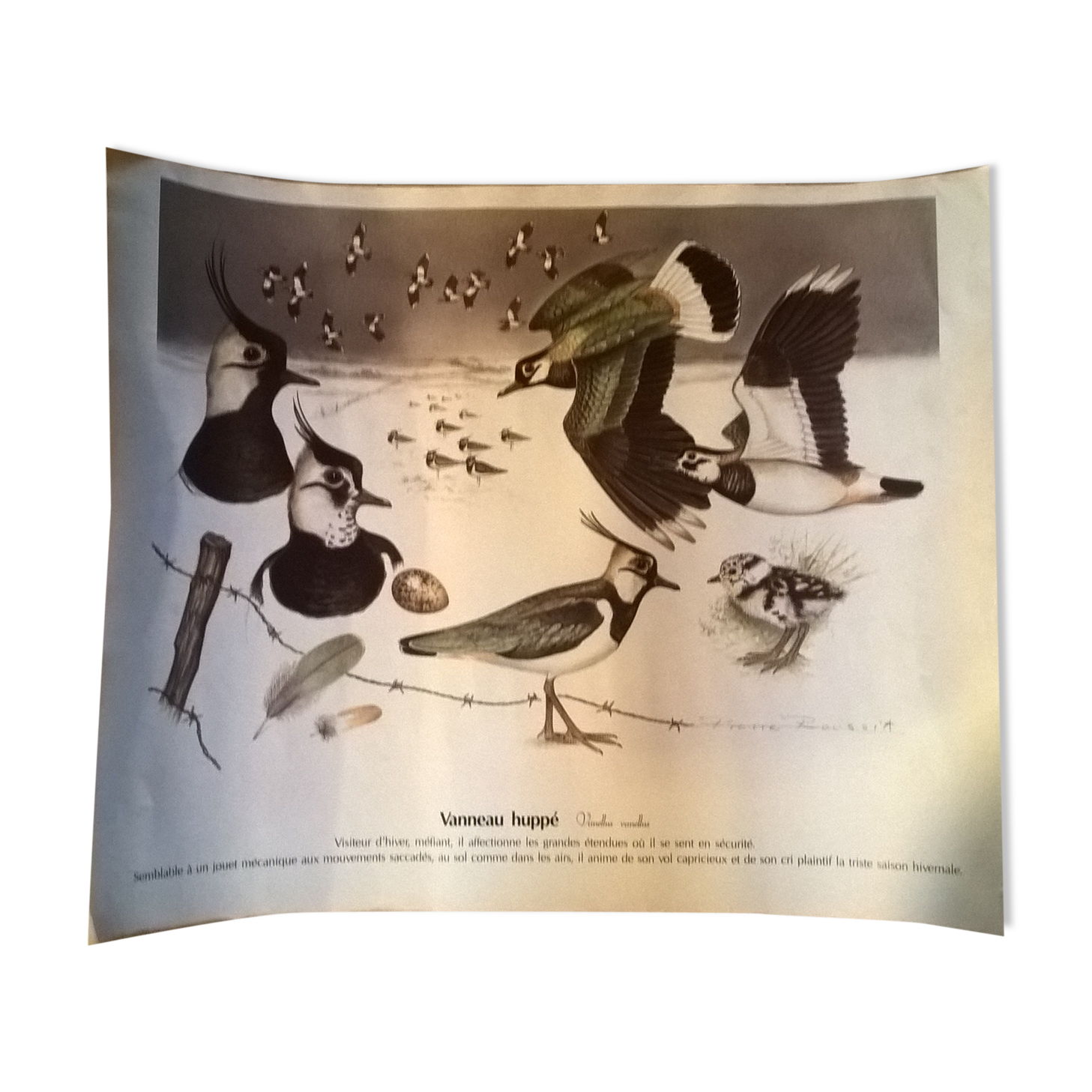 Ornithological board Vanneau Huppé