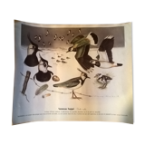 Ornithological board Vanneau Huppé