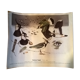 Planche ornithologique Vanneau Huppé