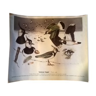 Ornithological board Vanneau Huppé