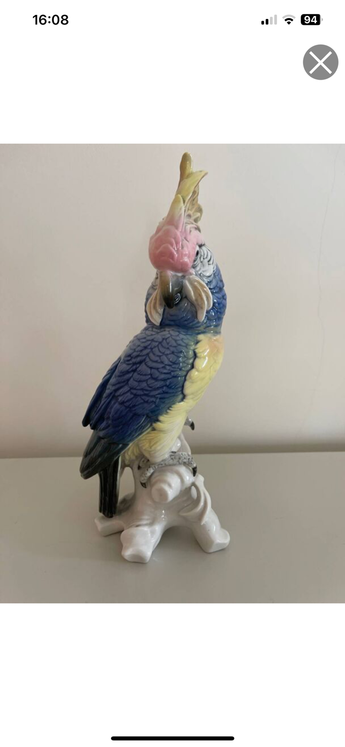 Bird Great Cockatoo Karl Ens