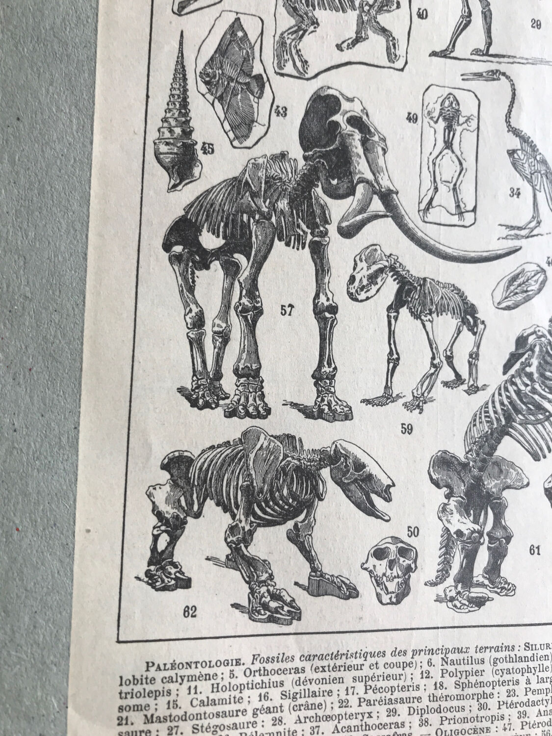 Original paleontology plate