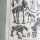 Original paleontology plate