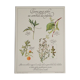 Botanical tea board to help children sleep