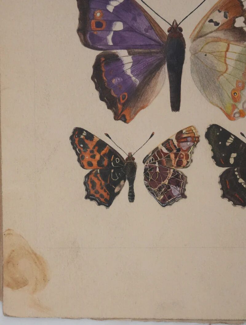 Roger metaye: brown and purple butterflies, original signed watercolor