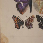 Roger metaye : papillons marrons et violets, aquarelle originale signée