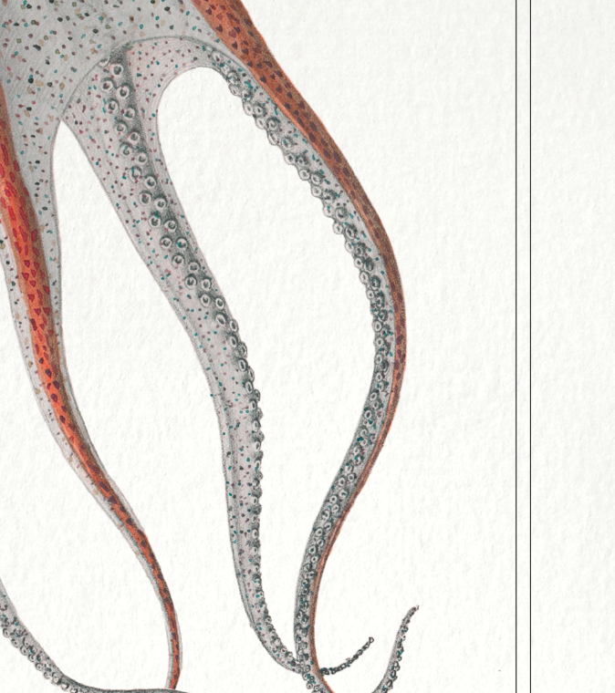 Chimera lithography animal engraving - the pink blazing