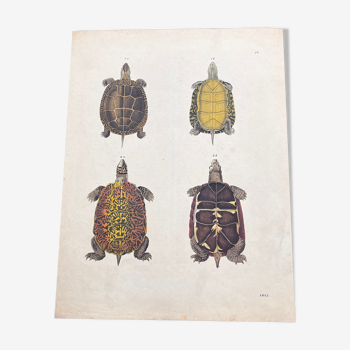 Poster (lithograph) turtles
