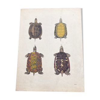 Poster (lithograph) turtles