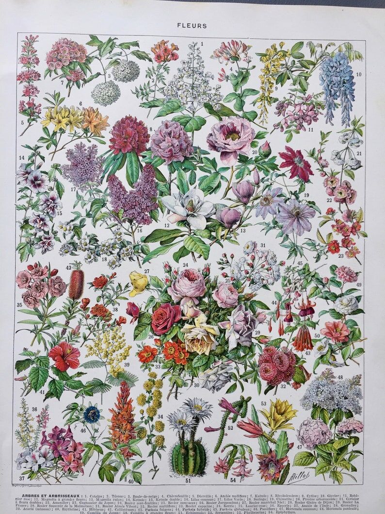 Illustration ancienne Millot "Fleurs d'arbres"